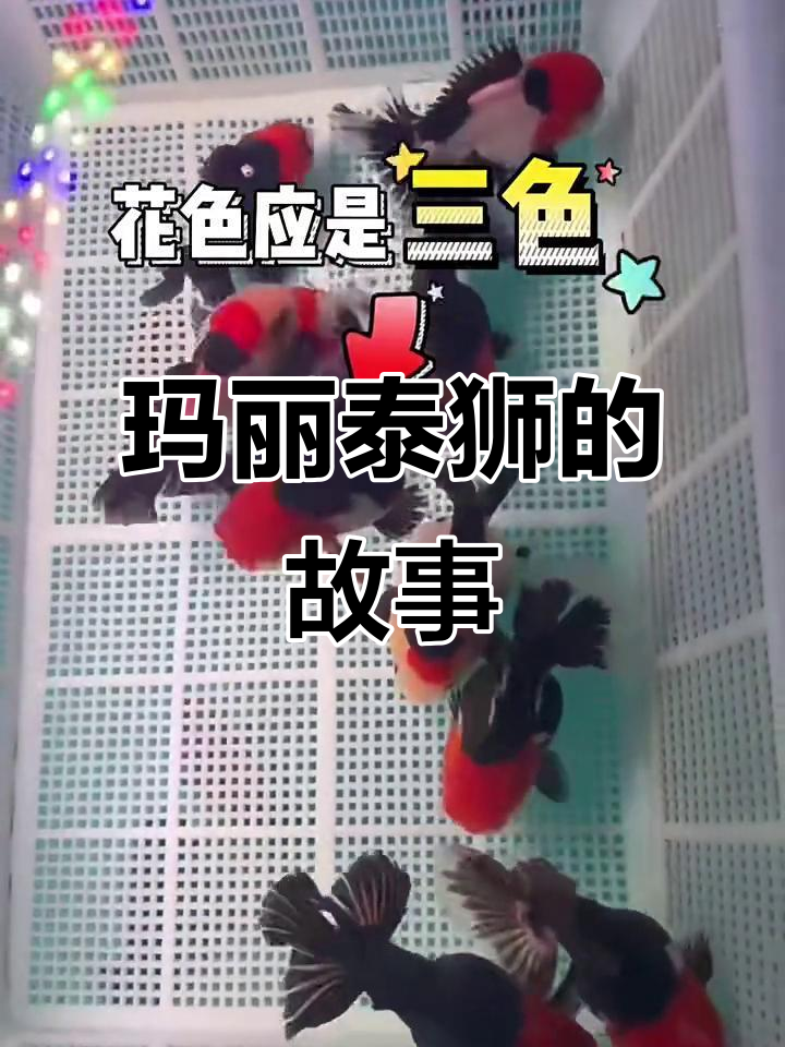 玛丽泰狮的起源与蜕变,像熊猫一样的美丽新品种