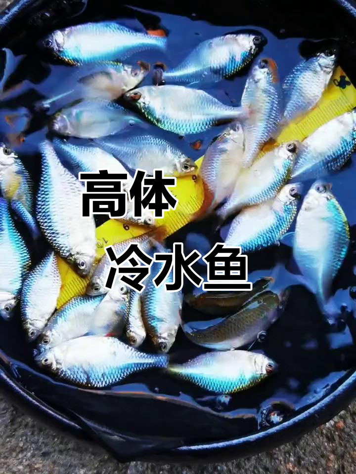 冷水鱼高体鳑鲏,原生缸必备!