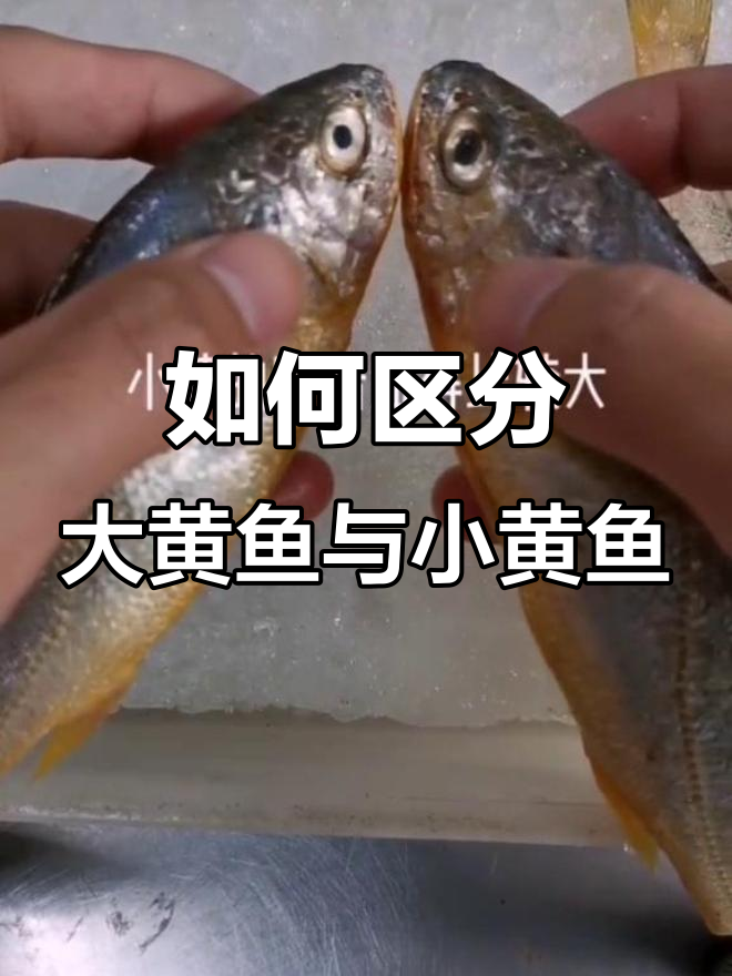 大黄鱼和小黄鱼的辨别技巧,尾巴、嘴巴和眼睛全都有区别