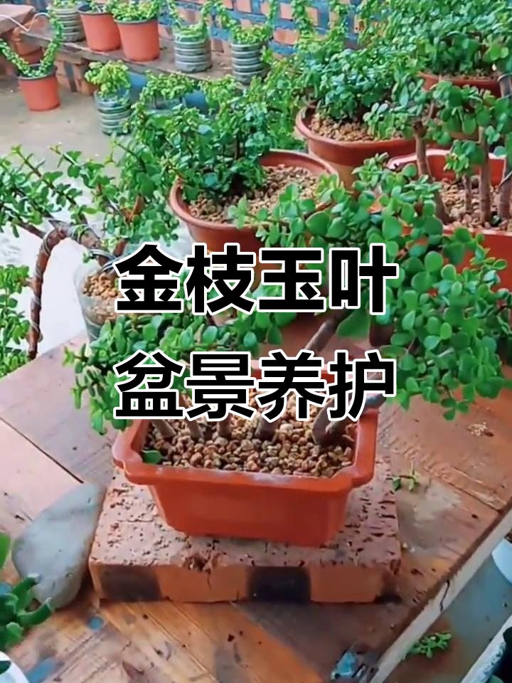 金枝玉叶：最适合做盆景的多肉植物，养护技巧全揭秘
