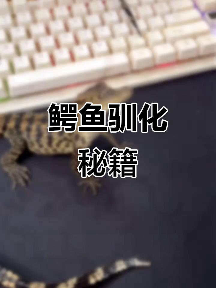 鳄鱼驯养全解析,从苗到成体!