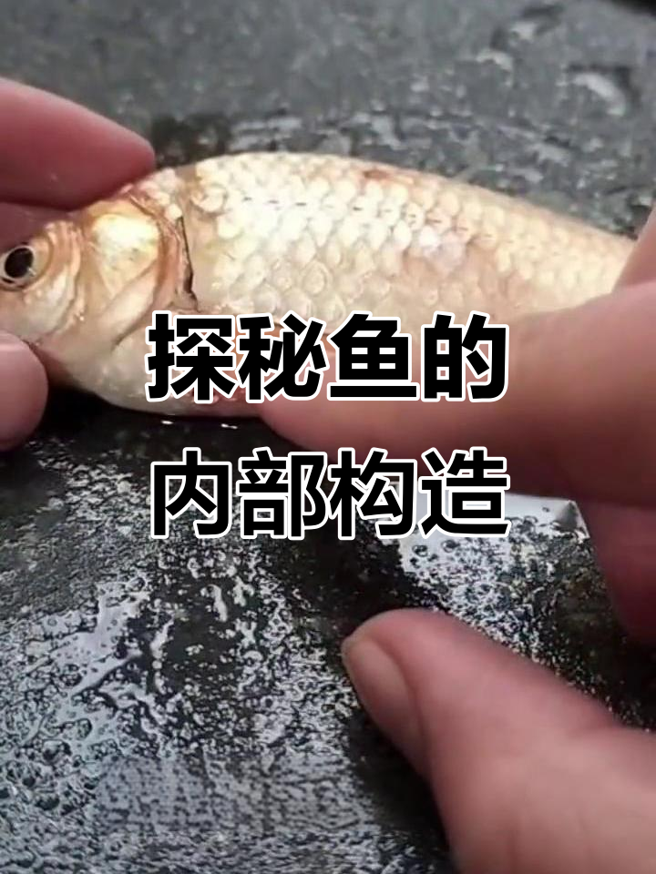 鱼的解剖与内部结构揭秘，带你了解鱼的运动和呼吸方式