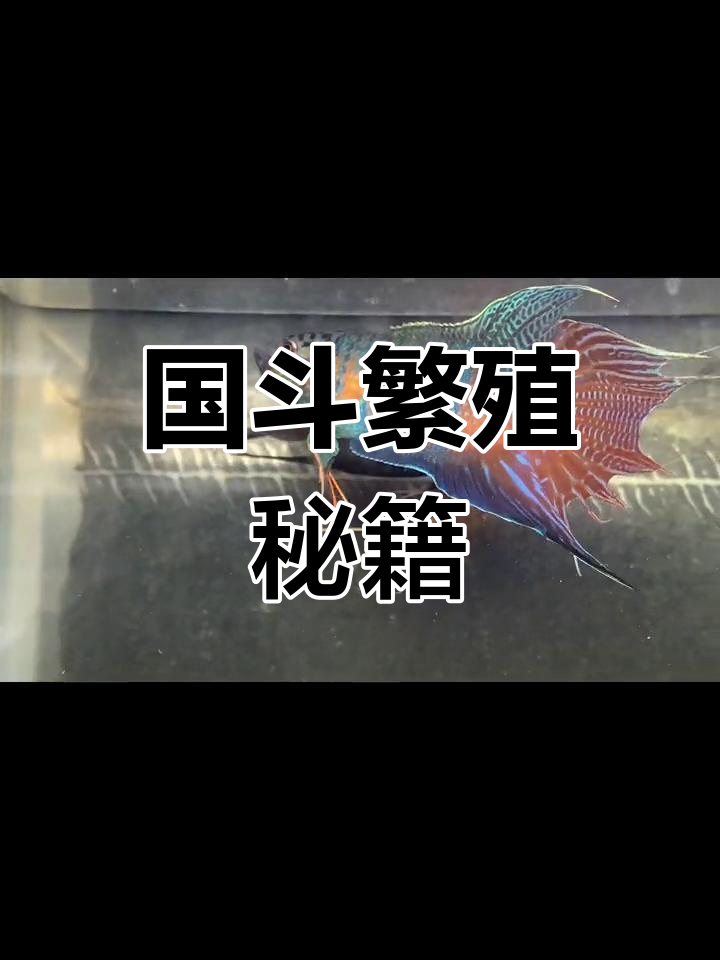 国斗鱼一月一窝,配对有诀窍,不懂就问!