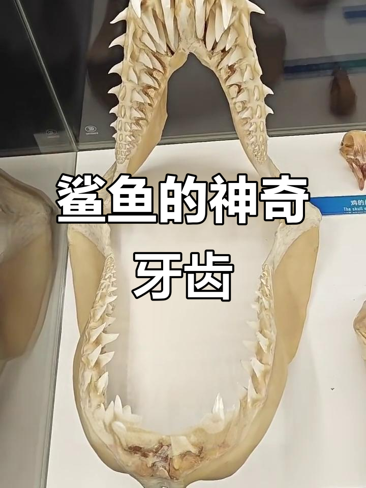 鲨鱼牙齿的惊人秘密:一生换数万颗牙