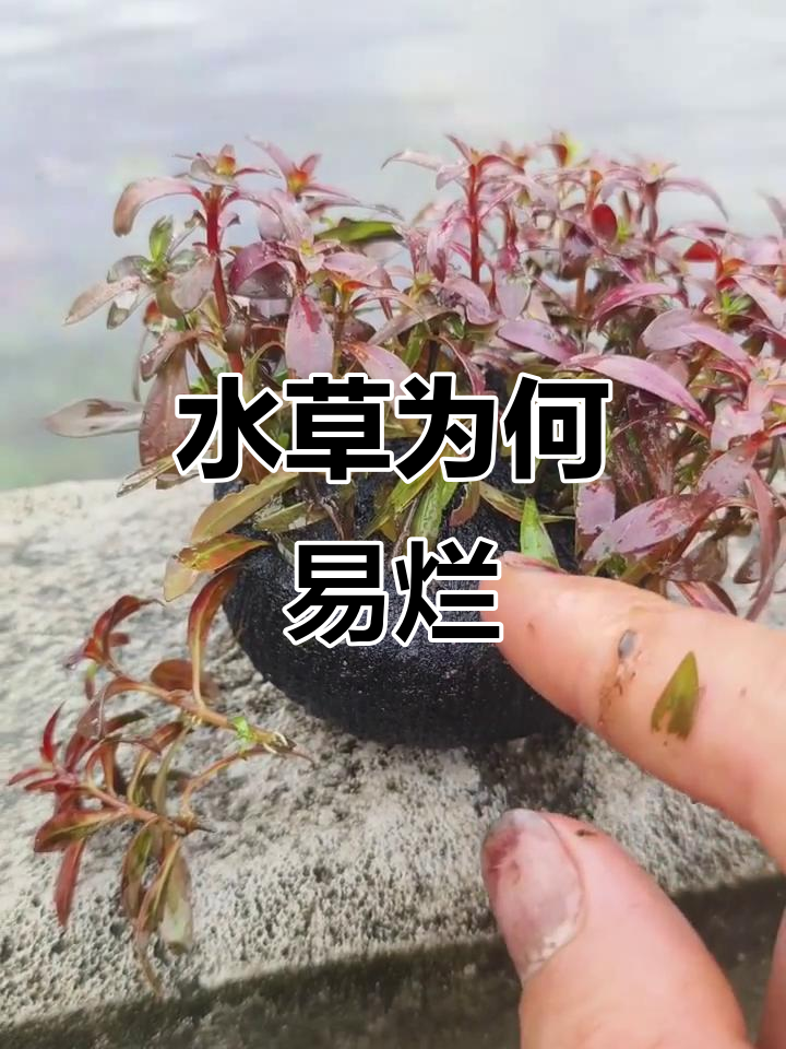鱼缸水草烂叶的原因分析,如何避免?