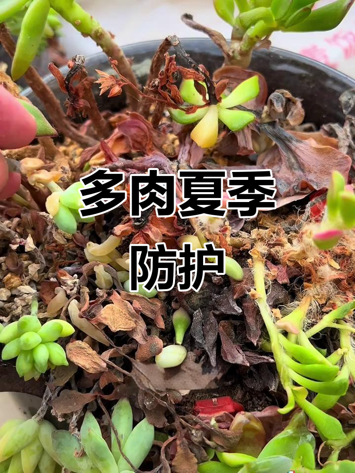 夏季多肉防黑腐，及时采取措施，避免真菌侵害！
