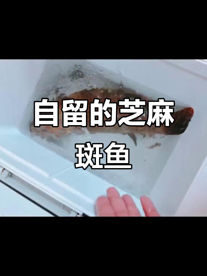 800元都不卖，这芝麻斑鱼自己留着吃！