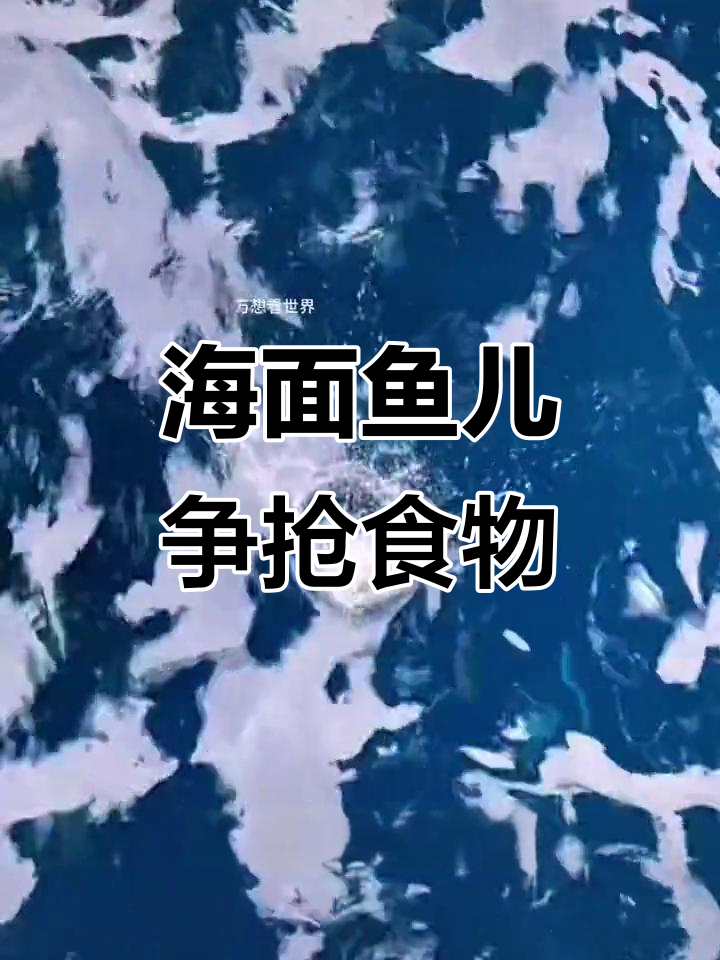 海洋鱼群疯狂抢食,炸鸡和面包都能引来大狂潮