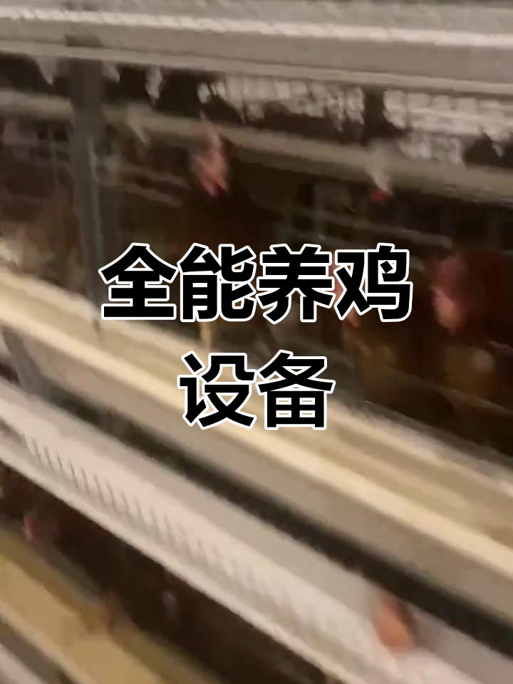 肉鸡养殖全套设备,育雏、喂料系统一应俱全