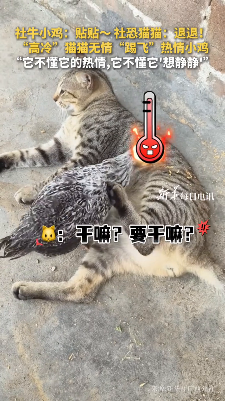 社牛小鸡：贴贴～社恐猫猫：退退！