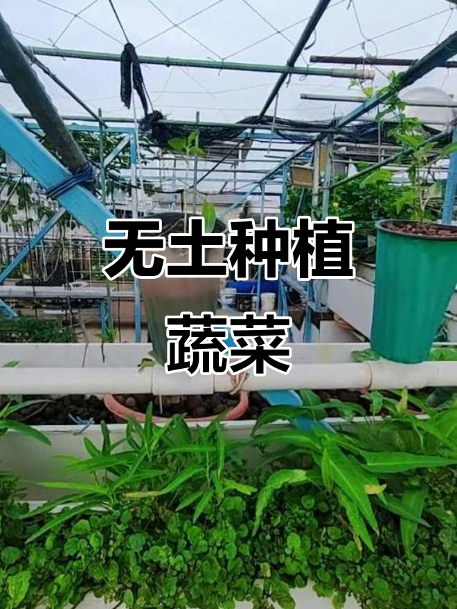 火山石无土栽培,空心菜丰收不停歇