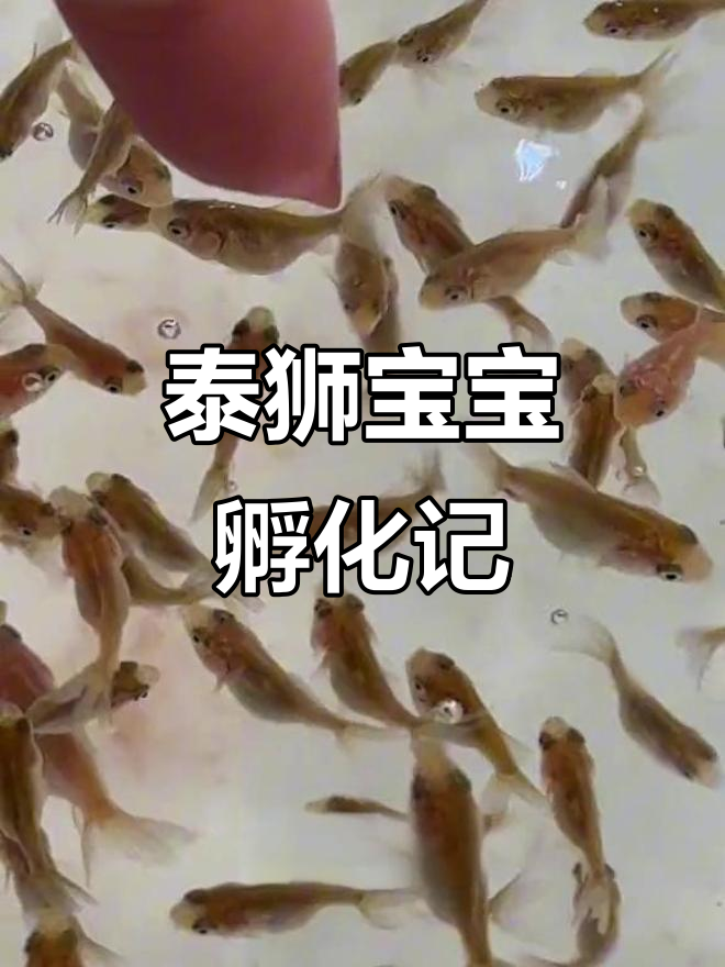 从卵到小鱼，泰狮宝宝的成长全过程