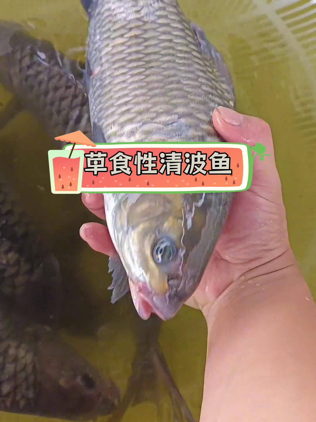 清波鱼:长江特产,肉质鲜美
