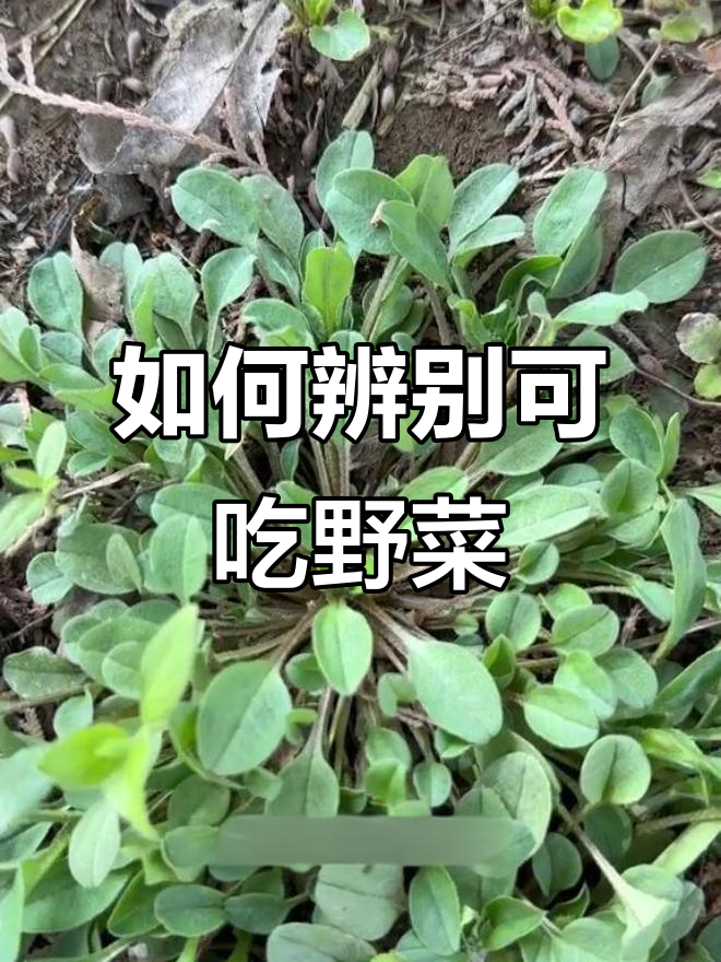 春天挖野菜,哪些能吃?这些有毒千万别碰