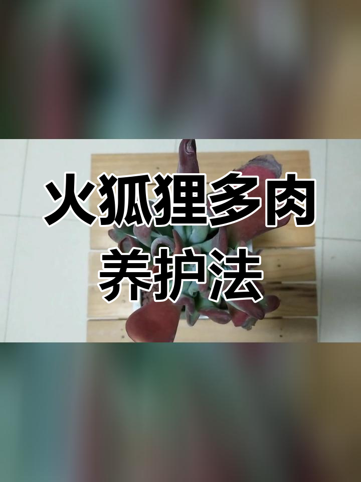 多肉火狐狸养护技巧:轻松逆袭,年年爆盆