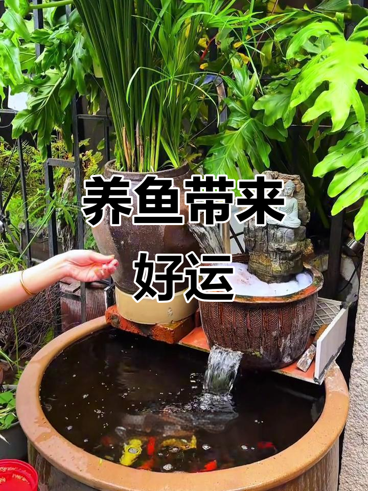 鱼游进家,运势自然来!古法养鱼的玄机与财运