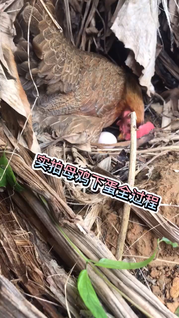 实拍母鸡下蛋全过程