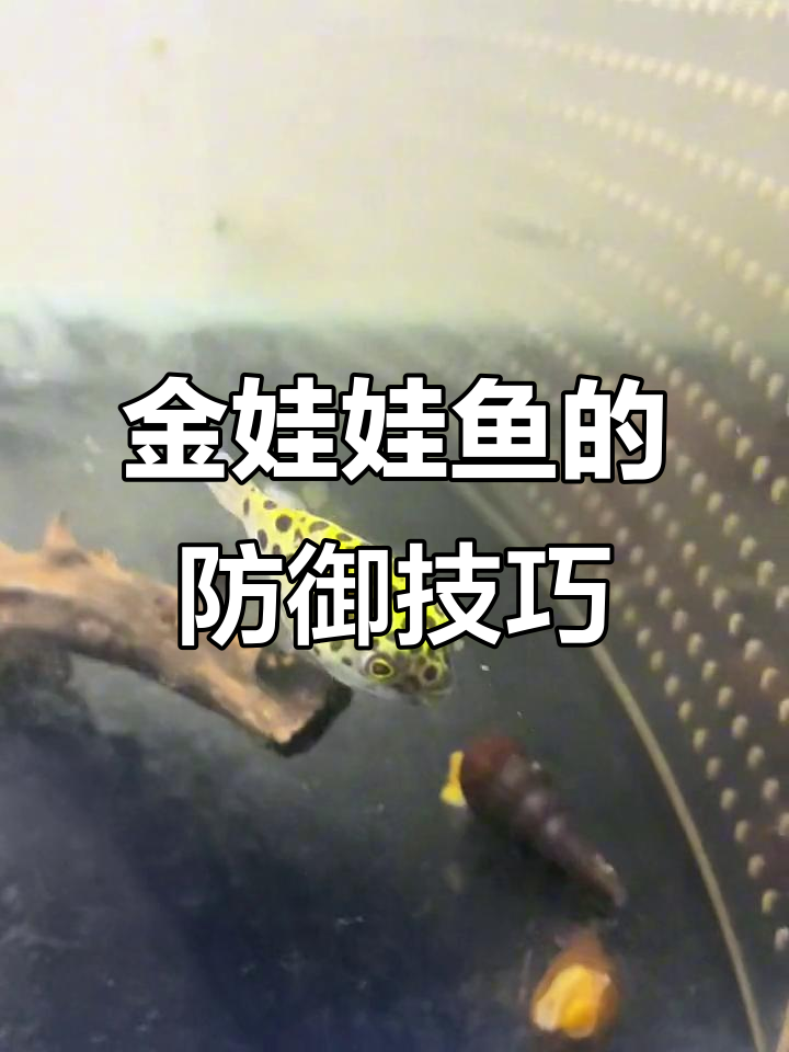 金娃娃鱼凶猛,牙齿尖锐能攻击小鱼,膨胀吓退强敌