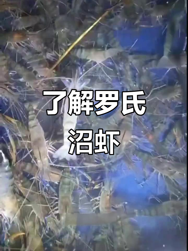 罗氏沼虾:从南亚到全球,淡水大虾的成长与习性揭秘