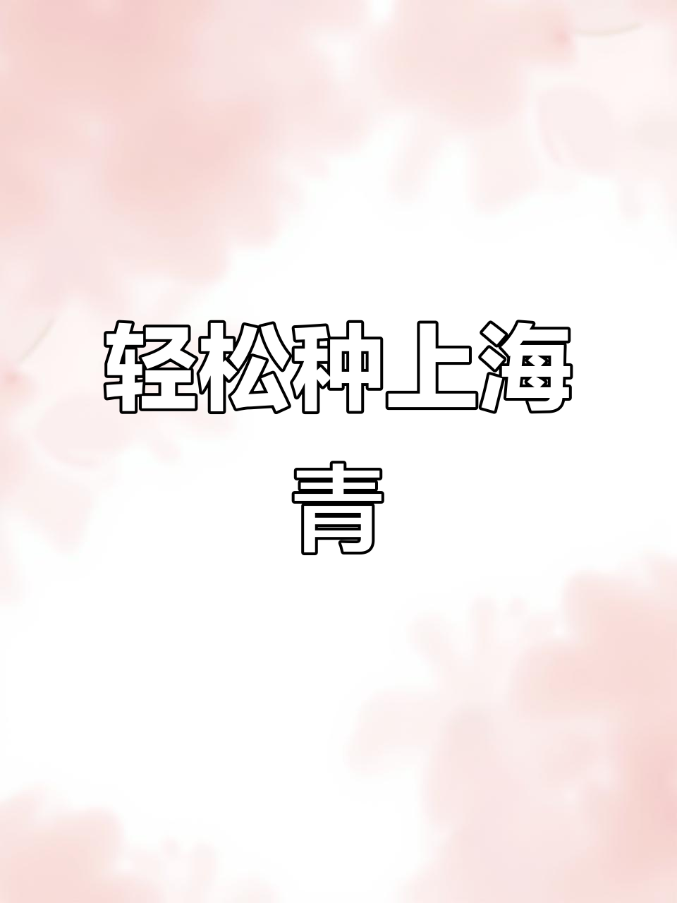 上海青青菜,家庭阳台种植首选!