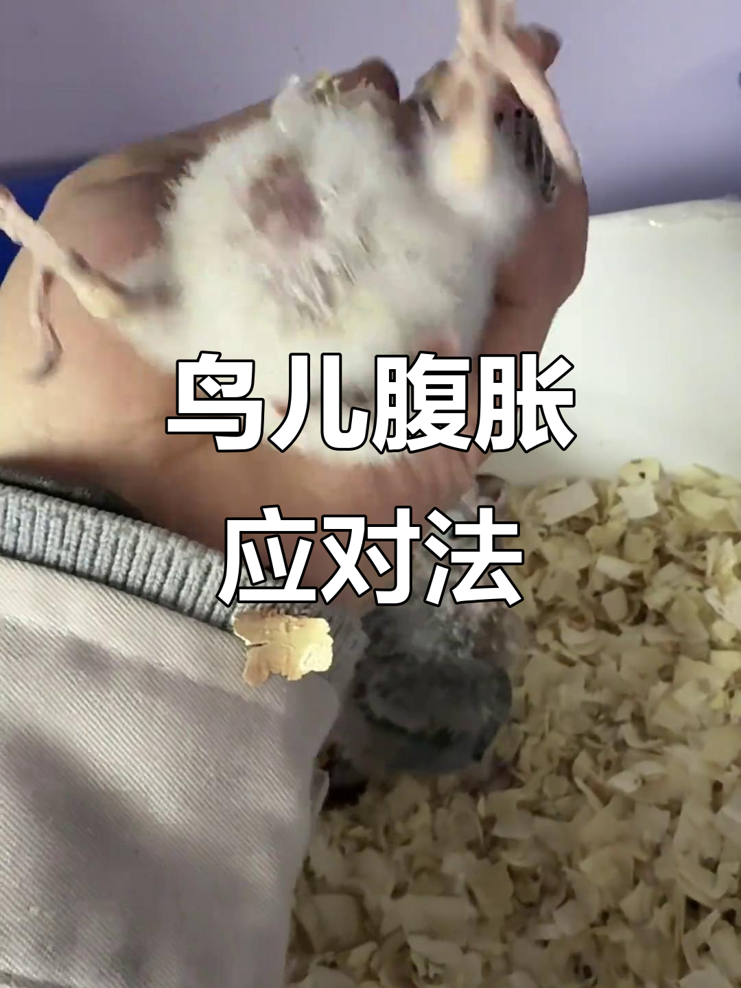 小鸟肚子鼓胀,实验方法仅供参考,及时就医才是明智之选