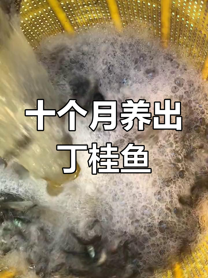 养殖10个月就能上市,丁桂鱼比石斑更美味