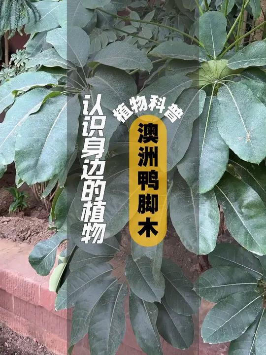 植物科普 I 澳洲鸭脚木 澳洲鸭脚木是五加科、南鹅掌柴属乔木,高5-10米。叶有小叶6-7