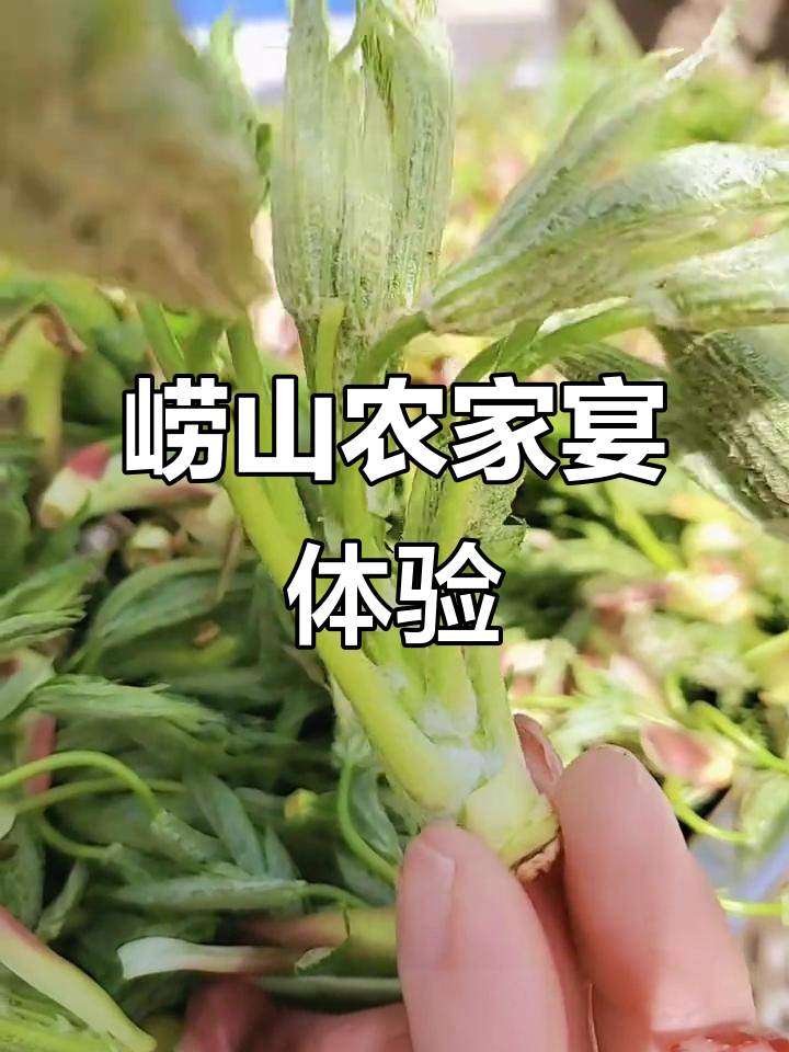 崂山农家宴，牡丹菜大揭秘！爬山团建必备美味