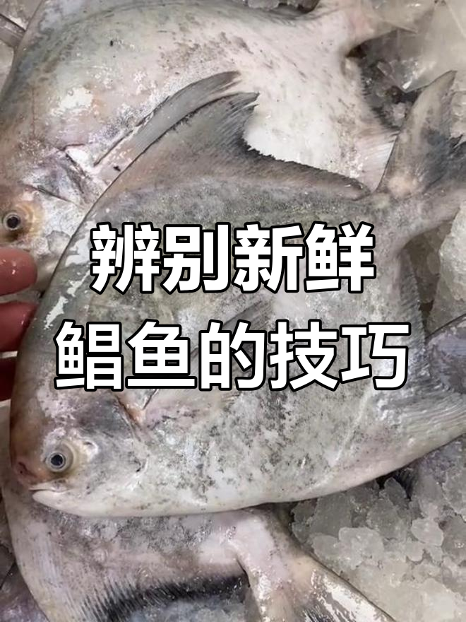 如何分辨新鲜鲳鱼与不新鲜的,进口和本港斗仓的区别