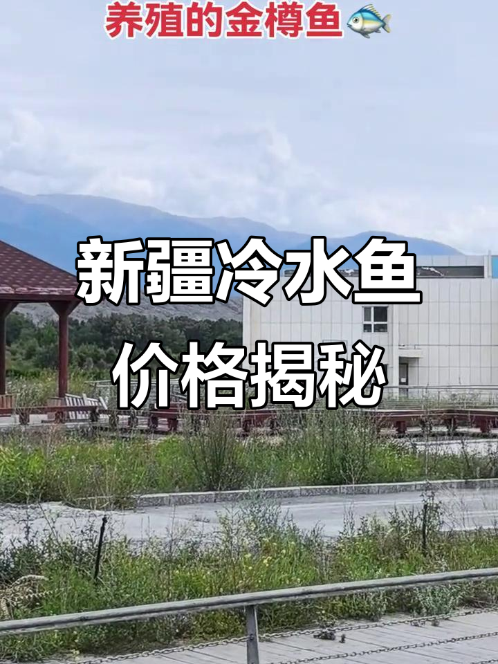 2025年探秘新疆冷水鱼养殖基地:78元一公斤值不值?