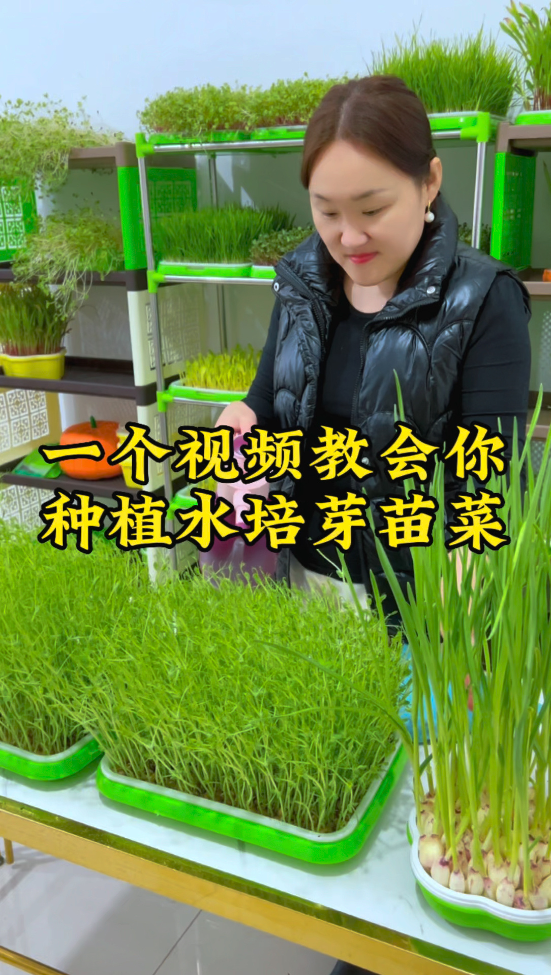 一个视频教会芽苗菜种植方法