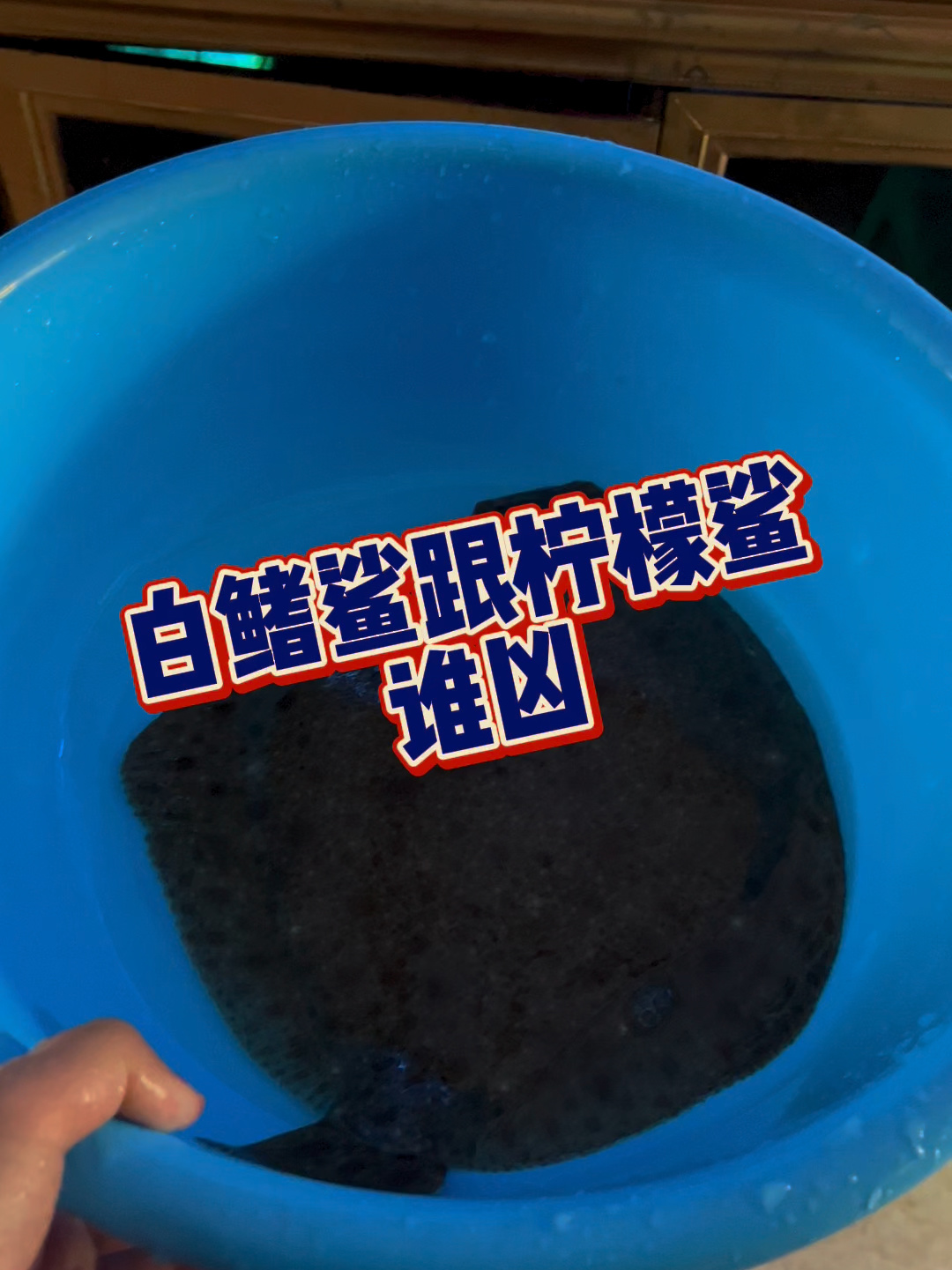 白鳍鲨跟柠檬鲨对比