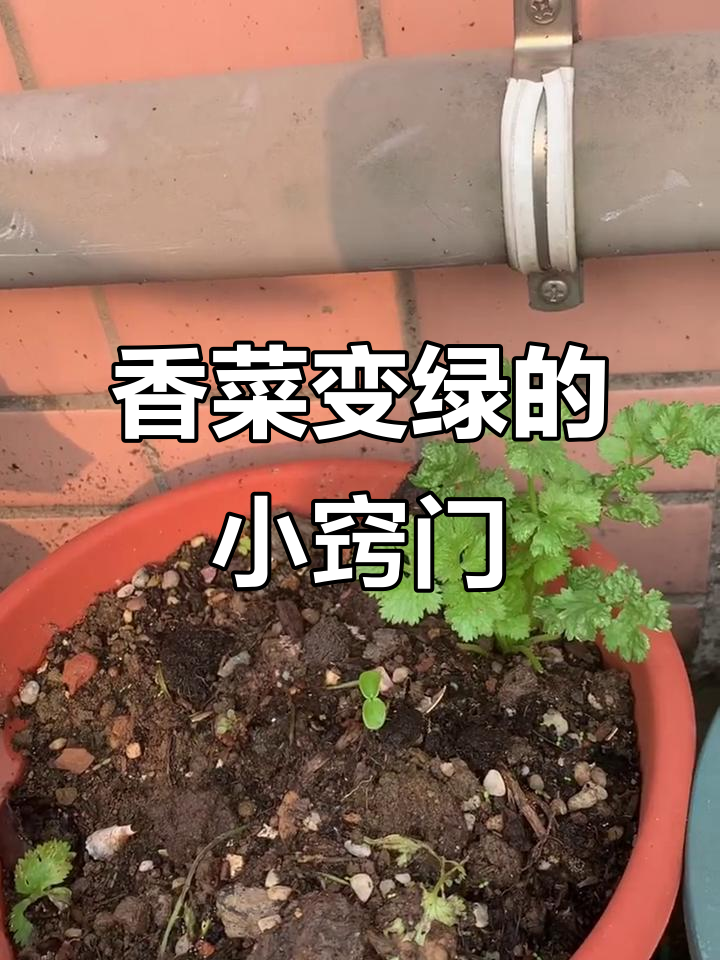 香菜叶子发黄?原来是这个原因,避光处理让它重生