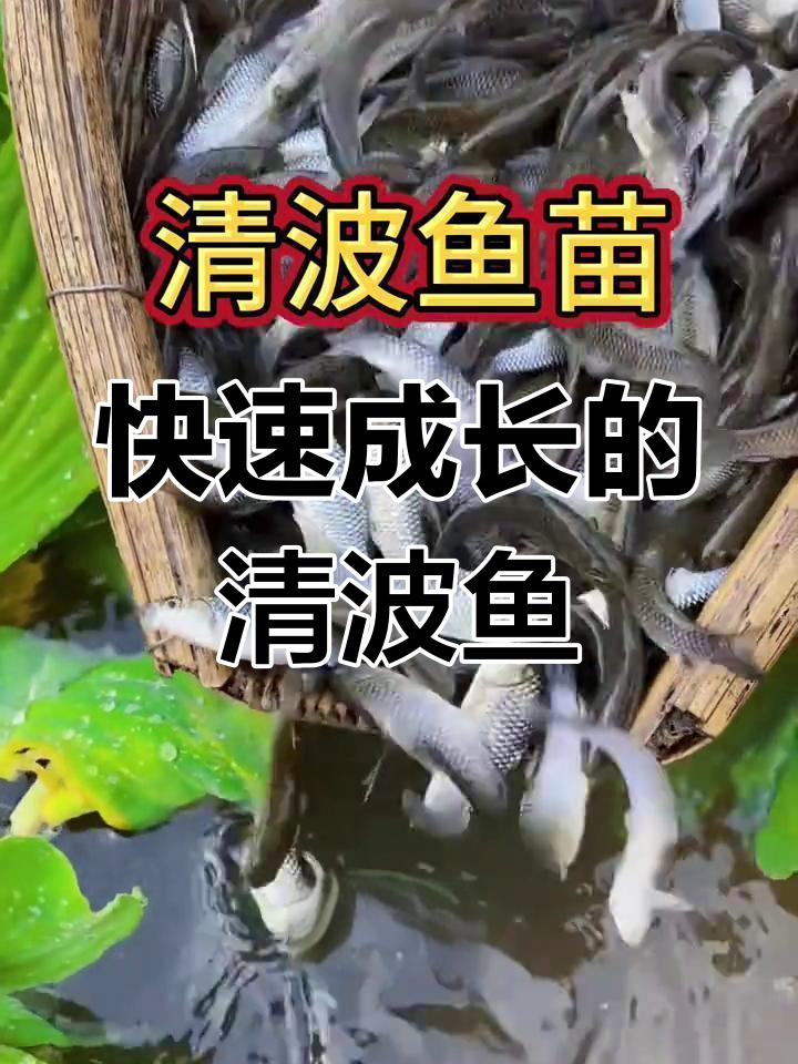 清波鱼:吃青苔的珍品,生长迅速,市场价格高