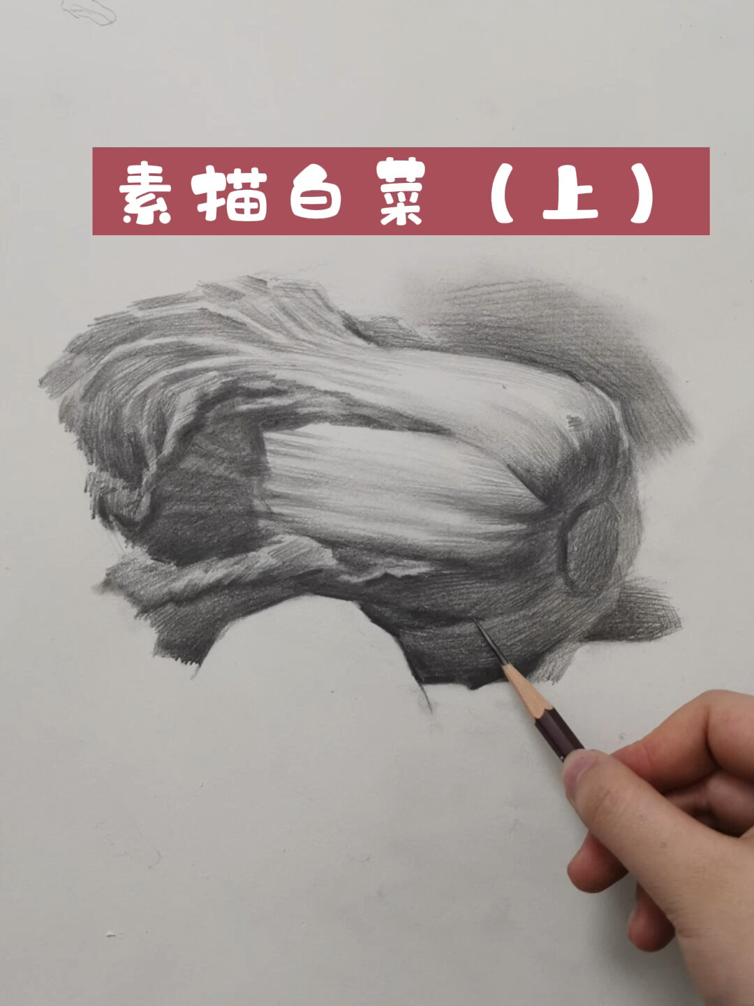 保姆级素描白菜教学(上)