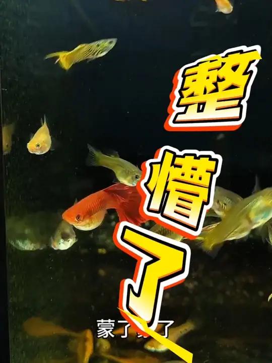 「孔雀鱼」一条母鱼，把我整懵了！