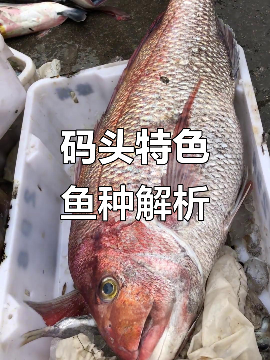 码头常见鱼类大揭秘：从真鲷到河豚，每一种都鲜美无比