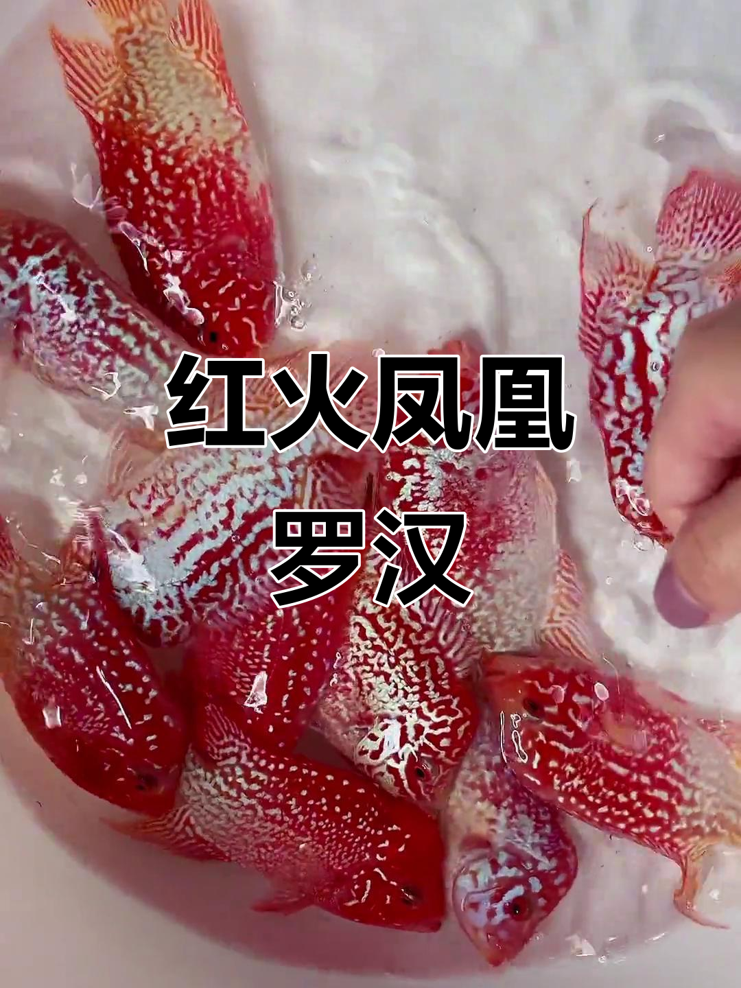火凤罗汉鱼,黑纹渐变惊艳!
