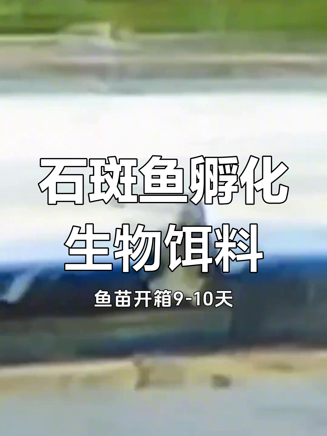 石斑鱼孵化技巧:生物饵料培育与开翅阶段管理
