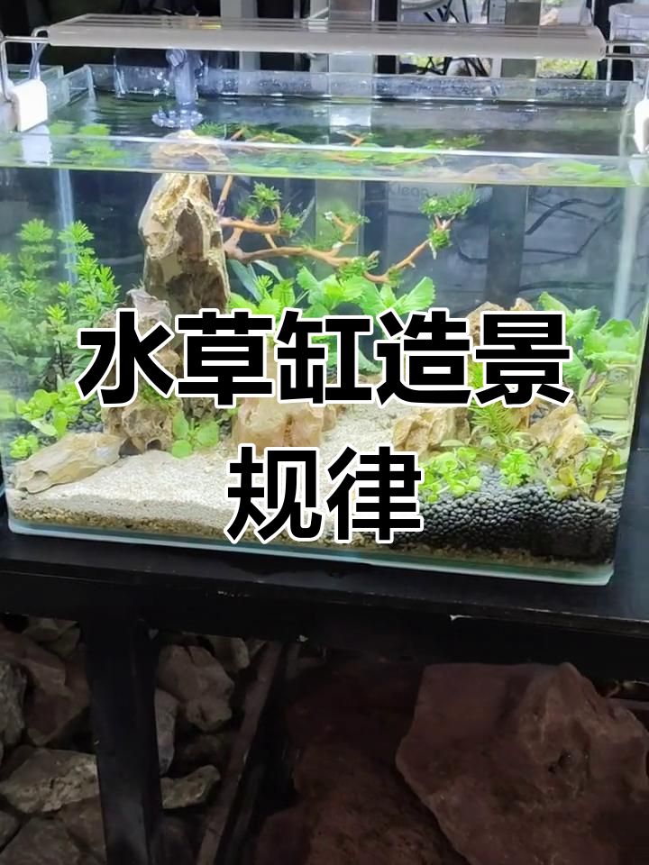 水草缸造景技巧:石头摆放与水草布局全解析