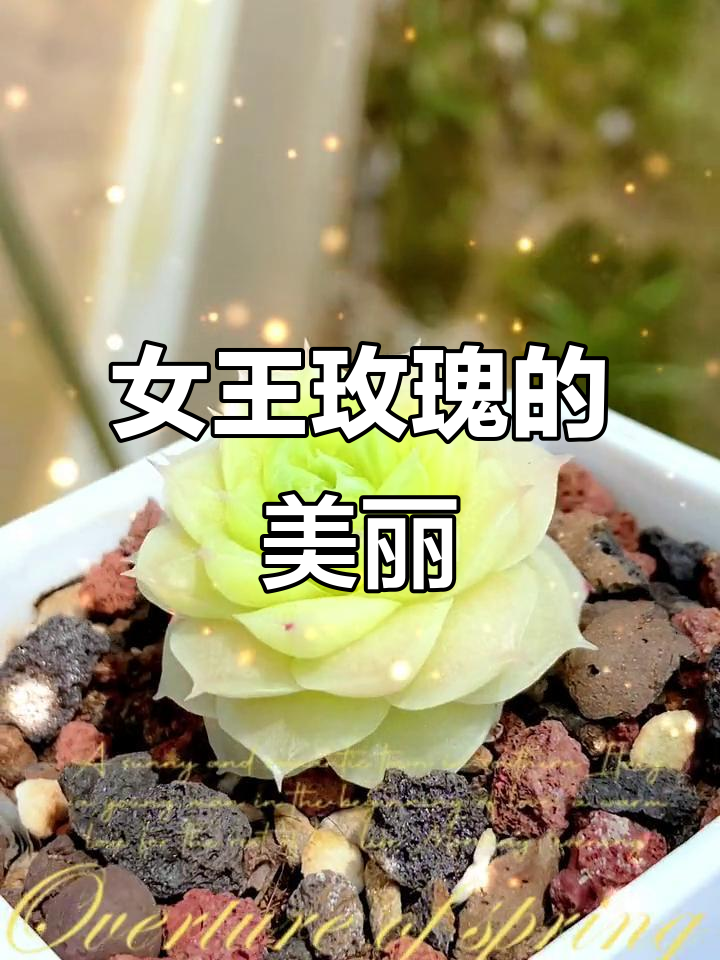 女王玫瑰多肉:仙女般的美腻,谁能抗拒她的魅力?