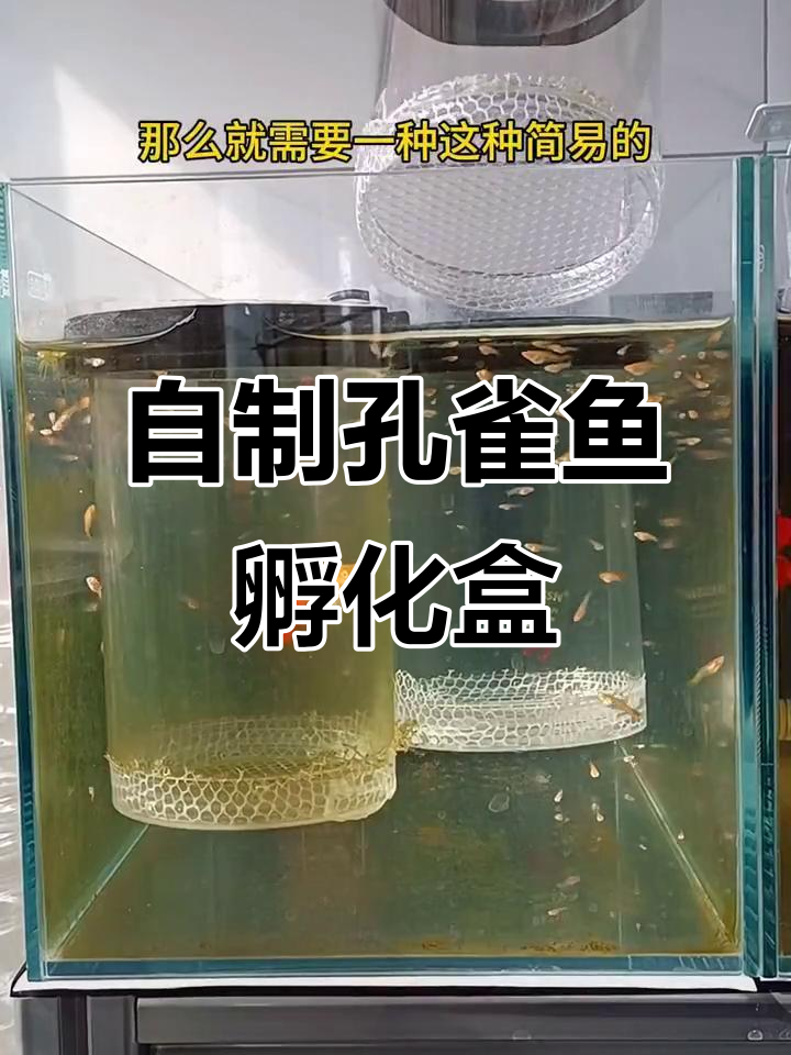 简易孔雀鱼孵化盒制作,轻松DIY漂浮繁殖罐