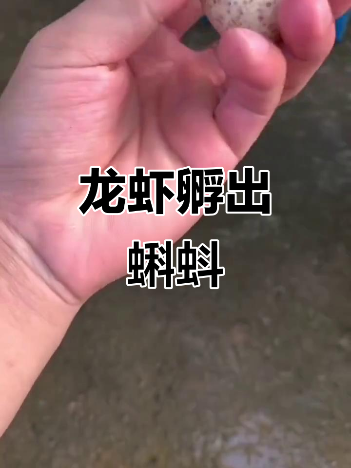 龙虾孵蛋惊现蝌蚪，竟然是这样孵化出来的！