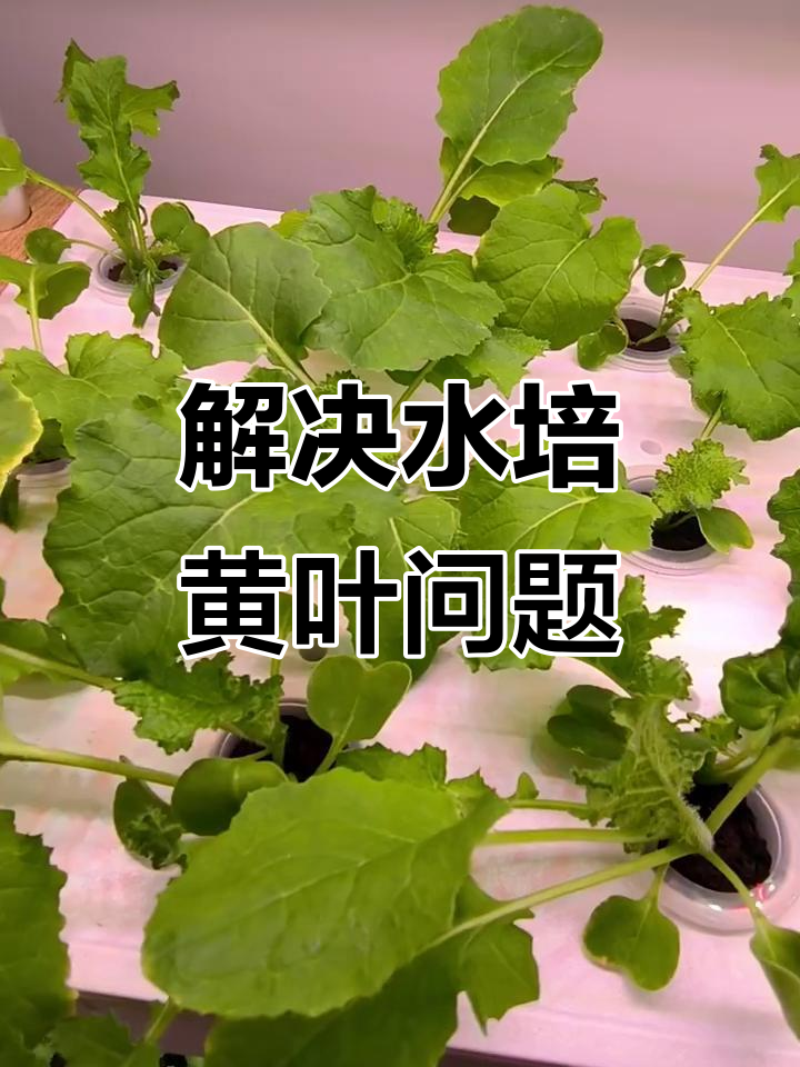水培蔬菜黄叶原因分析，如何解决营养不足问题