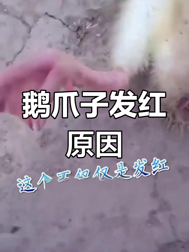 鹅痛风症状分析与防治