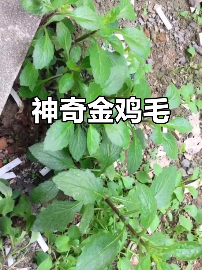 金鸡毛草,降糖抗癌,两个月长成可食用