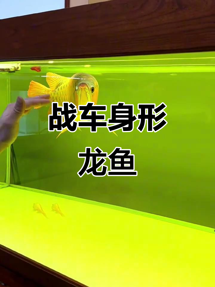 龙鱼长成“贾玲”体型,虎背熊腰也能美得不可方物