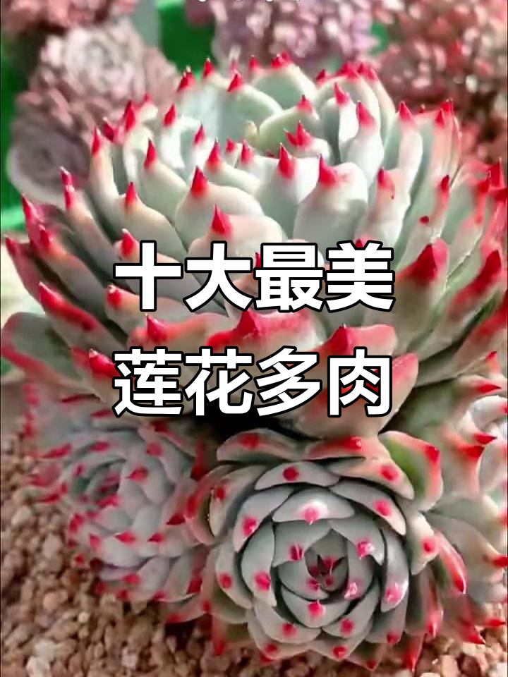 十种经典莲花状多肉，哪款最受欢迎？
