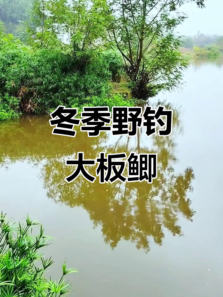 初冬夜钓大板鲫,四条收获让人惊喜