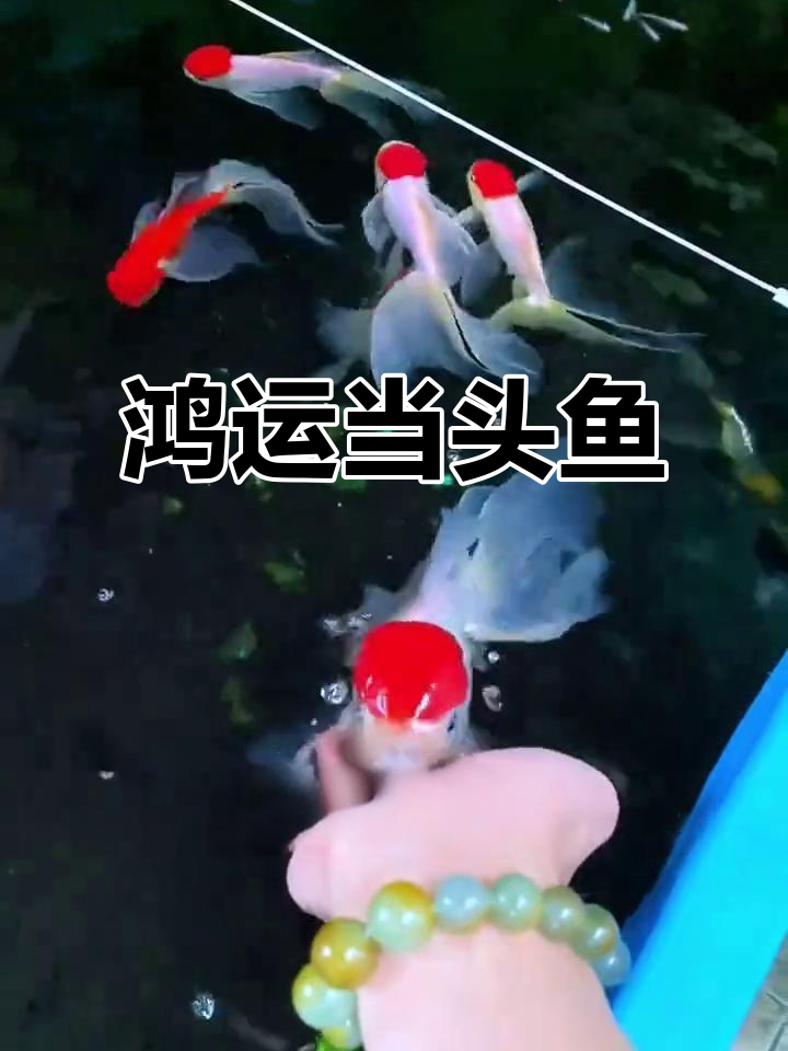 鹤顶红金鱼:观赏鱼界的明星,仙气十足又好养